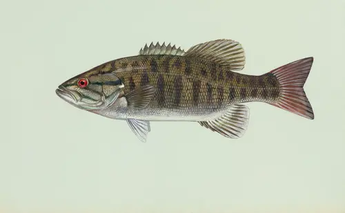 Percichthyidae (Temperate Basses)