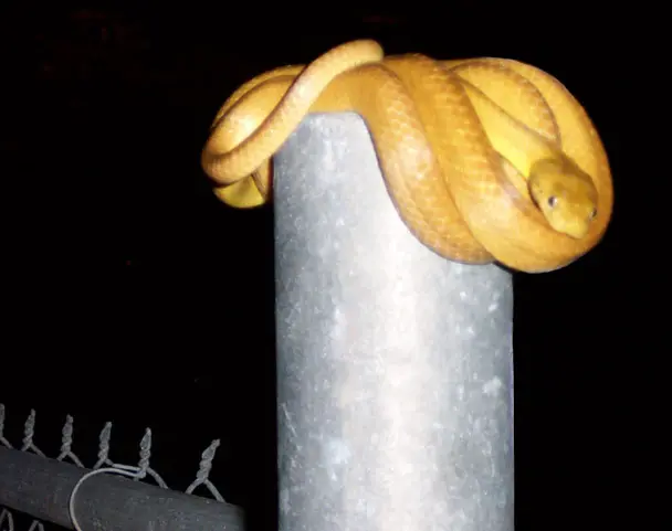 Snake browntree