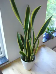 Sansevieria trifasciata (Snake Plant)