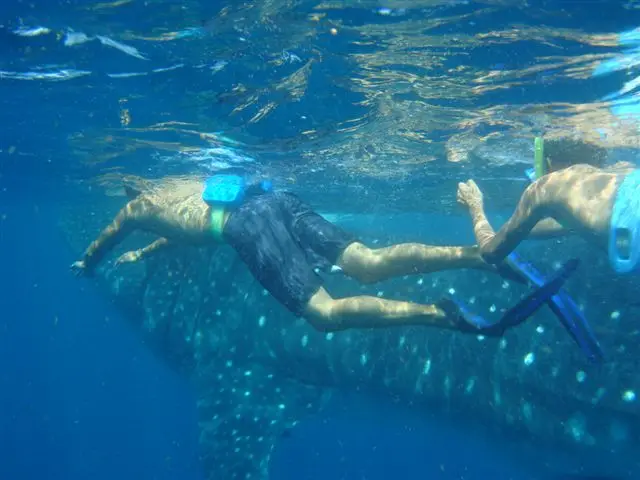 Snorkeling whale shark 1