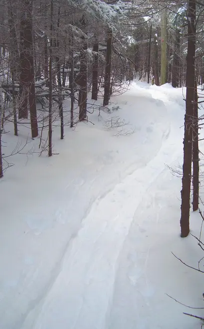 Snowshoe track in woods
