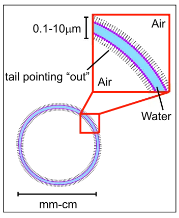 Soap bubble