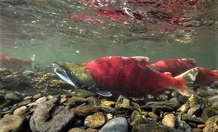 Oncorhynchus nerka