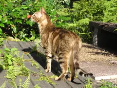 3-b Sokoke cats originated in Kenya