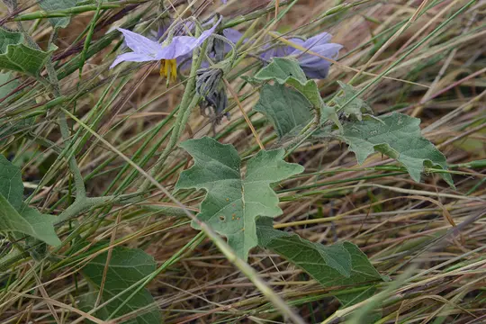 Western Horse-Nettle (Solanum dimidiatum) - Solanaceae family