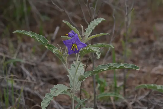 Silver-Leaf Nightshade (Solanum elaeagnifolium) - Solanaceae family