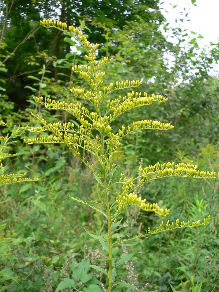 Solidago canadensis 20050815 248