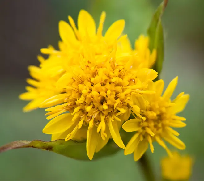 Solidago virgaurea var. leiocarpa 02-2