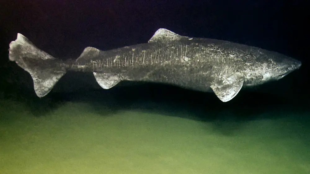 Somniosus microcephalus