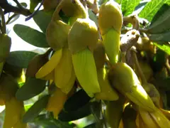 Māmane