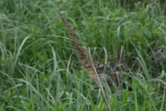 Yellow Indiangrass (Sorghastrum nutans)