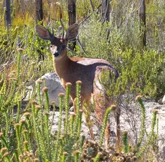 Grysbok