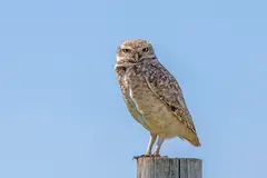 Burrowing Owl