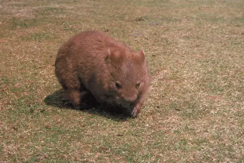 Plains Wombat