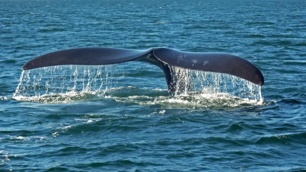 Southern right whale caudal fin-2 no sky