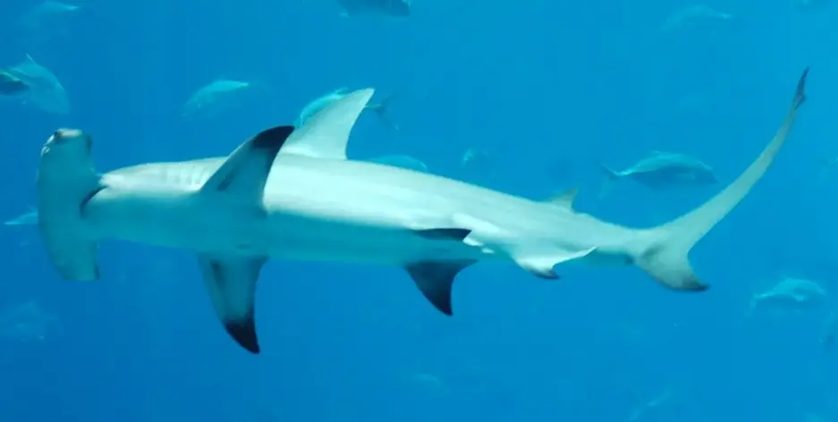 Sphyrna mokarran