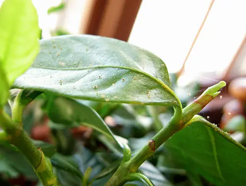 Spidermites-gardenia