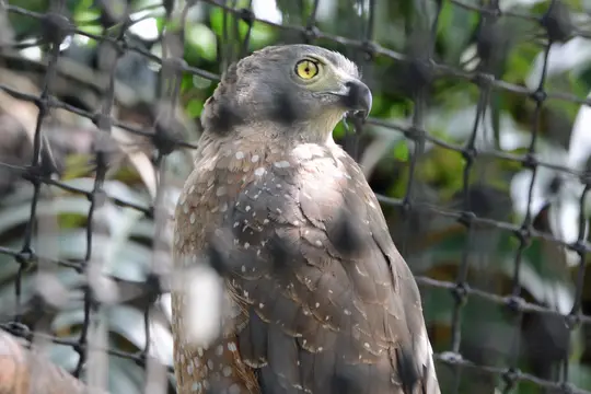 Crested Serpent Eagle (Spilornis cheela)