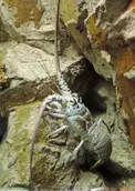 Spiny Lobster