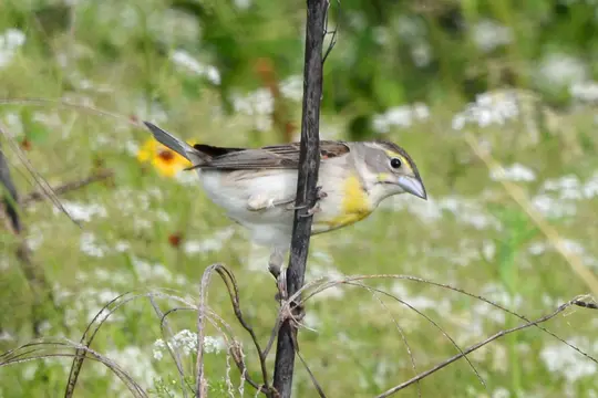 Dickcissel (Spiza americana)