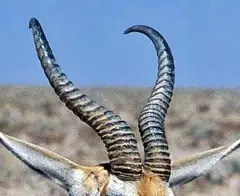 Springbok: Rams have thick horns, the ewes tend to have more frail horns. Average horn length for both genders is 35 cm.
