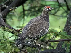 Spruce Grouse
