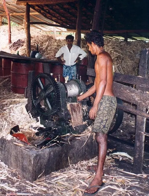 Sri Lankan coconut fibre