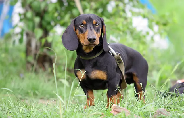 Standard-Dachshund