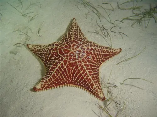 Oreaster reticulatus (Cushion Sea Star)
