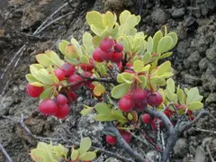 Ōhelo berries