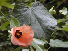 Hau