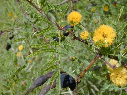 Starr 030202-0020 Acacia farnesiana