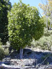 Noni