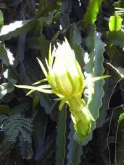 Hylocereus undatus (Tribe Hylocereeae)