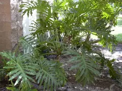 Philodendron (Phildendron)