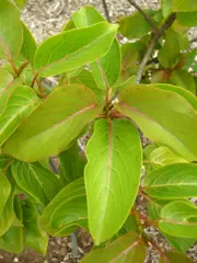 Kauwila