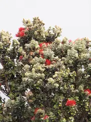 Lehua