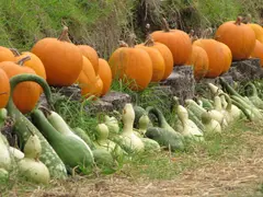 Gourds