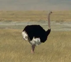 Struthio camelus (Ostrich)