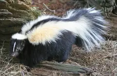 Striped Skunk