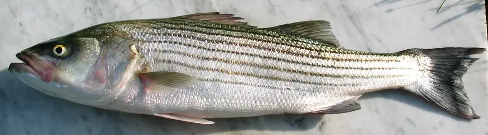 Morone saxatilis
