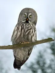 Great Grey Owl