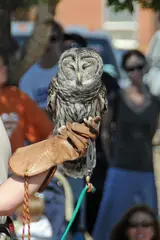 Barred Owl (Strix varia)