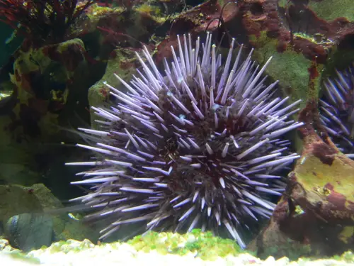 Strongylocentrotus purpuratus