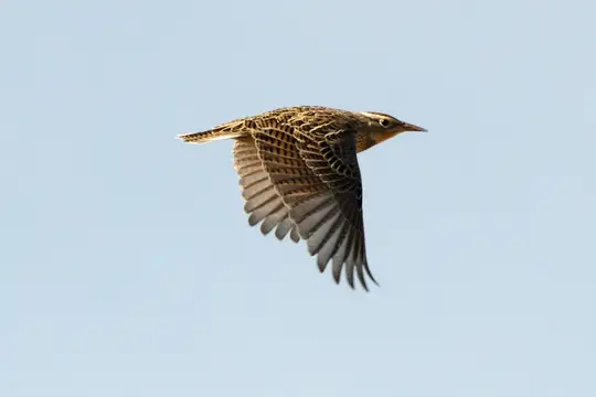 Western Meadowlark (Sturnella neglecta)