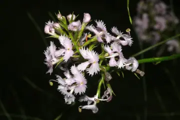 Stylidium laciniatum (Tattered Triggerplant) Mucilage (glue)