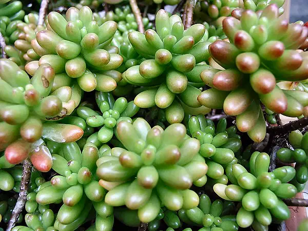 Succulent 6cepholina