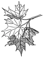 Maple foliage (illustration)