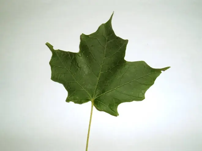 Sugar Maple