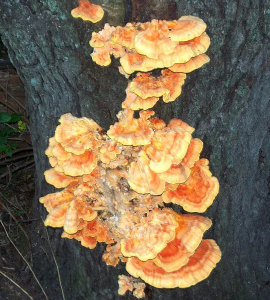 Sulphur shelf fungus